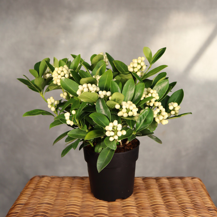Skimmia 'O'Berries White' ⌀15 cm | Tomaszewski