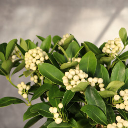 Skimmia 'O'Berries White' ⌀15 cm | Tomaszewski