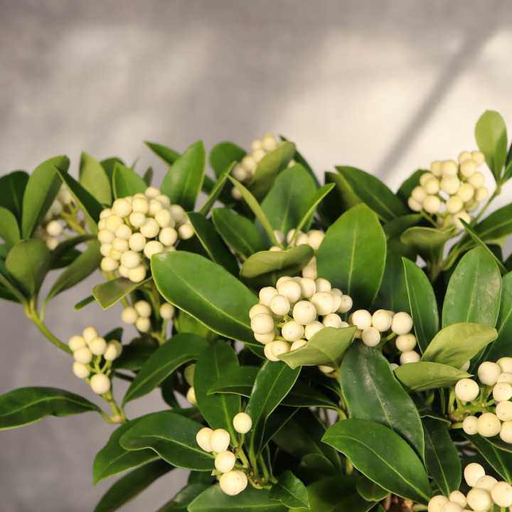 Skimmia 'O'Berries White' ⌀15 cm | Tomaszewski