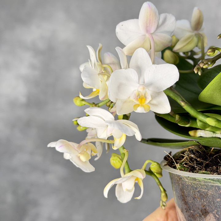 Phalaenopsis 4-pędowy biały ⌀12 cm | Tomaszewski
