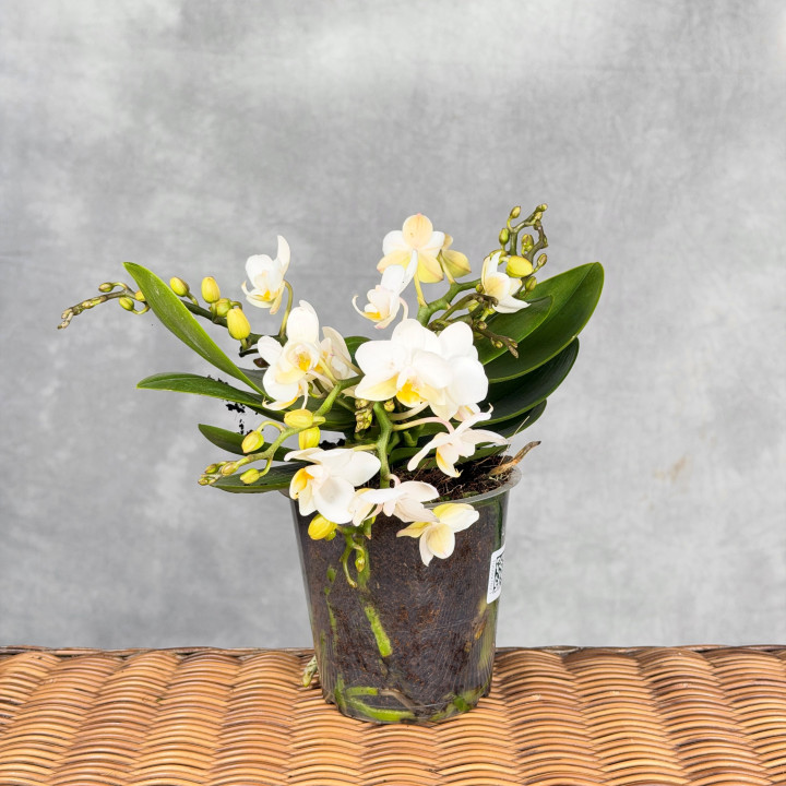 Phalaenopsis 4-pędowy biały ⌀12 cm | Tomaszewski