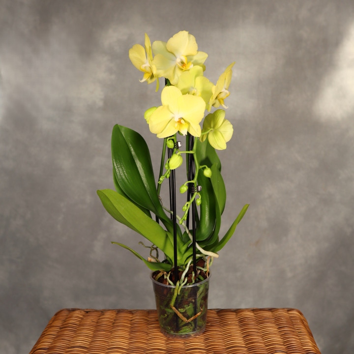 Phalaenopsis Cascade ⌀12 cm | Tomaszewski