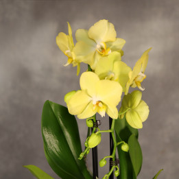 Phalaenopsis Cascade ⌀12 cm | Tomaszewski