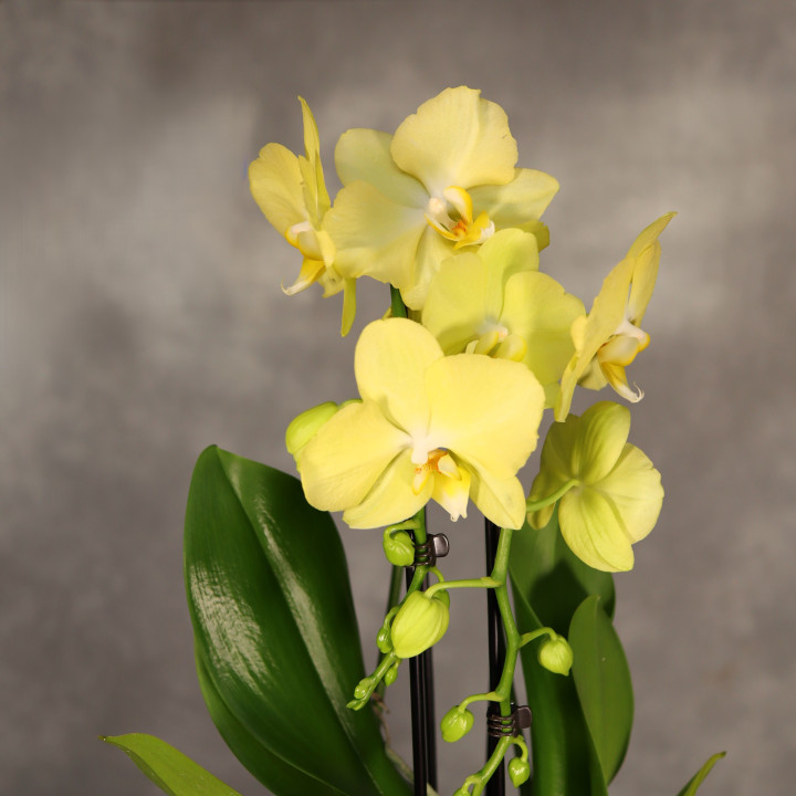 Phalaenopsis Cascade ⌀12 cm | Tomaszewski