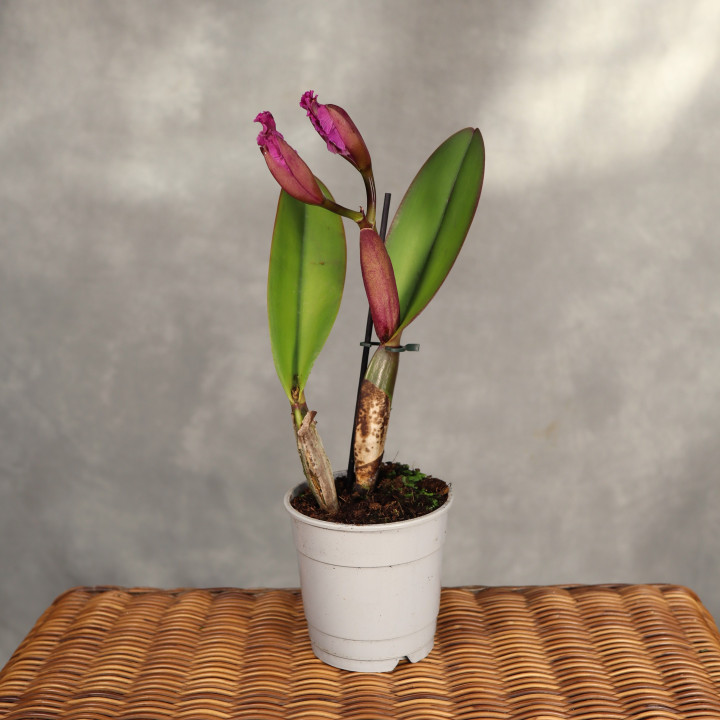 Cattleya różowa ⌀12 cm | Tomaszewski