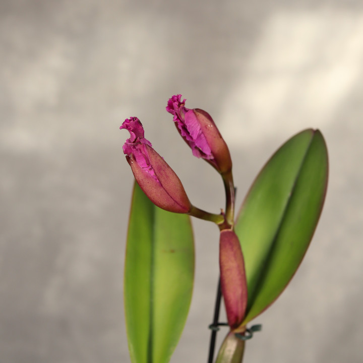 Cattleya różowa ⌀12 cm | Tomaszewski