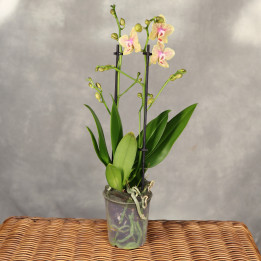 Phalaenopsis Multiflora żółto-różowy ⌀9 cm | Tomaszewski