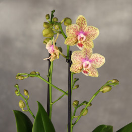 Phalaenopsis Multiflora żółto-różowy ⌀9 cm | Tomaszewski