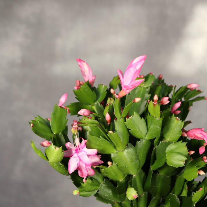 Schlumbergera ⌀17 cm | Tomaszewski