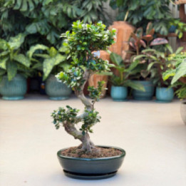 Ficus Ginseng w donicy ceramicznej ⌀45 cm | Tomaszewski