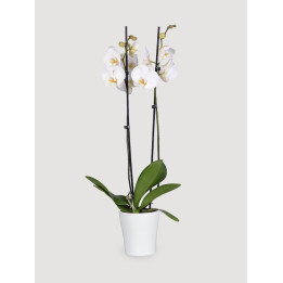 Storczyk Phalaenopsis biały| Długo kwitnie
