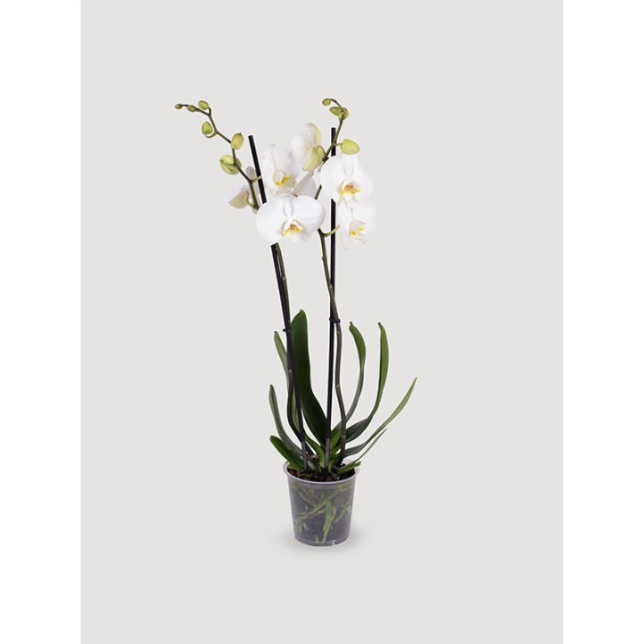Storczyk Phalaenopsis biały| Długo kwitnie