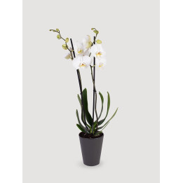 Storczyk Phalaenopsis biały| Długo kwitnie