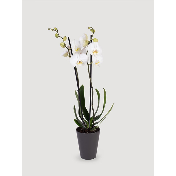 Storczyk Phalaenopsis biały| Długo kwitnie