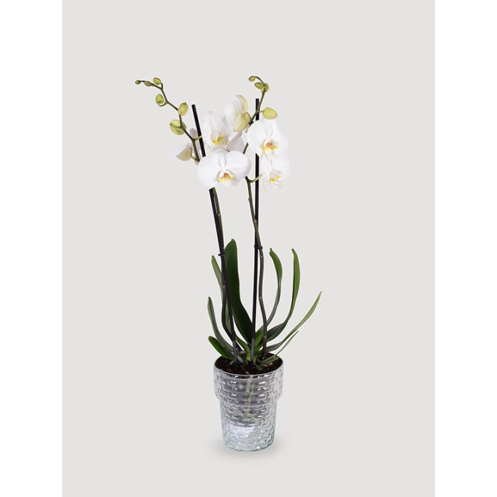 Storczyk Phalaenopsis biały| Długo kwitnie