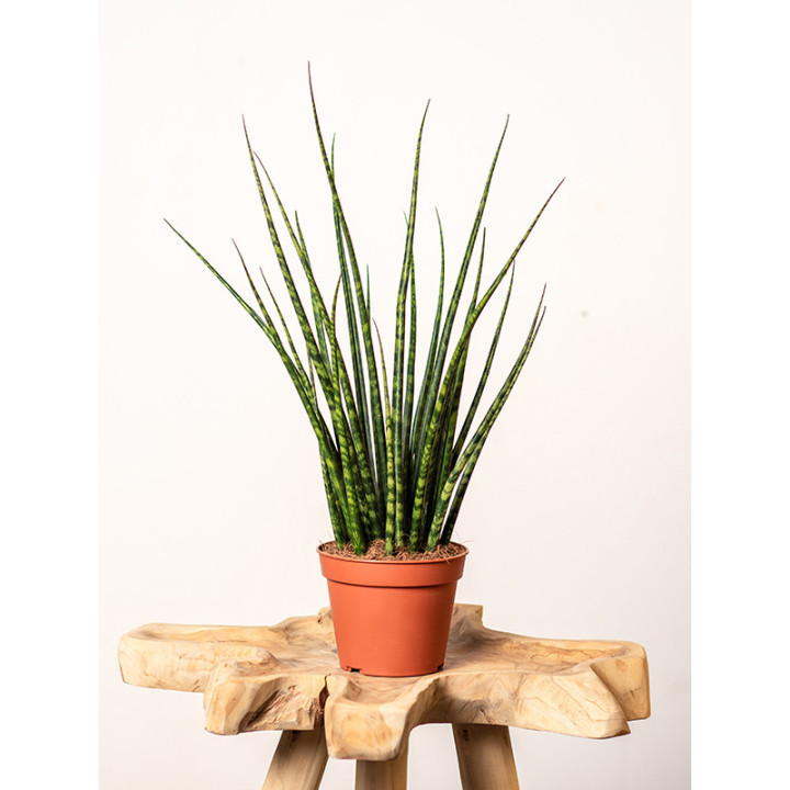 Sansewieria 'Fernwood Mikado'