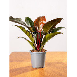 Filodendron 'Imperial Red'