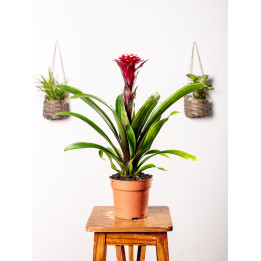 Guzmania 'Francesca'