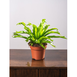 Asplenium 'Crissie'