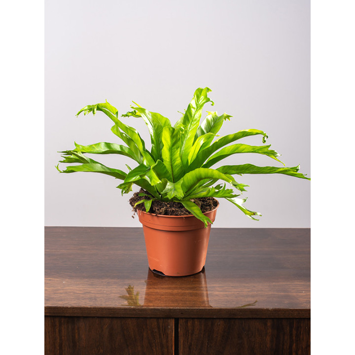 Asplenium 'Crissie'