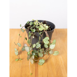 Ceropegia woodi