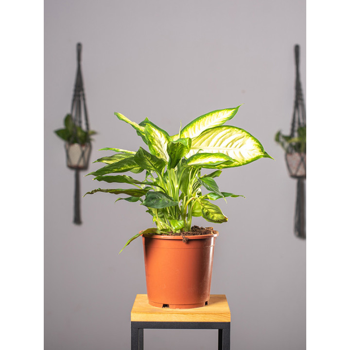 Difenbachia 'Camilla'