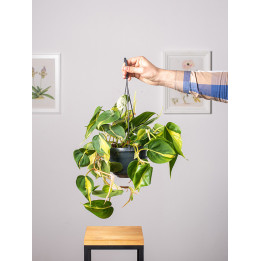 Filodendron 'Brasil' | Wiszący