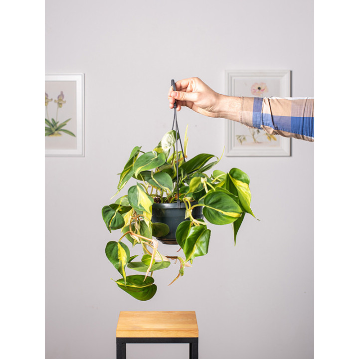 Filodendron 'Brasil' | Wiszący
