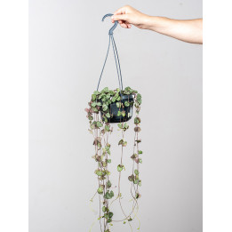 Ceropegia woodii wisząca