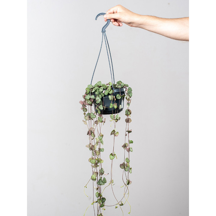 Ceropegia woodii wisząca