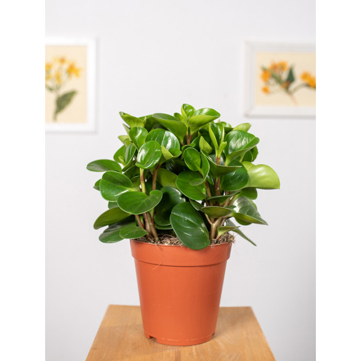 Peperomia 'Green Gold'