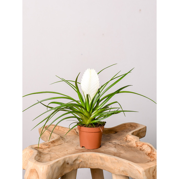 Tillandsia cyanea 'Biancini'