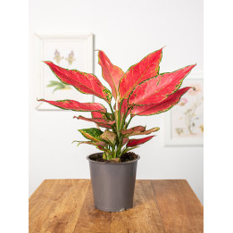 Aglonema 'Cherry Love'