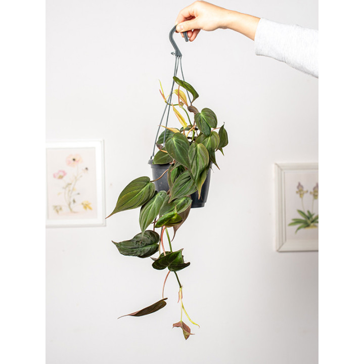 Filodendron 'Micans' | Tomaszewski