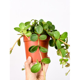 Peperomia 'Hope'