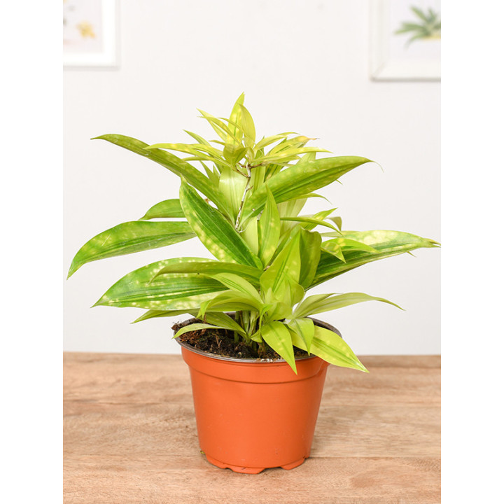 Dracena 'Mike' | Tomaszewski