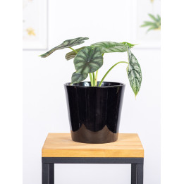 Alokazja 'Black Velvet' | Alocasia 'Black Velvet'