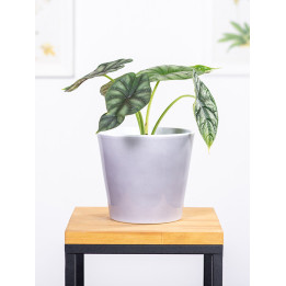 Alokazja 'Black Velvet' | Alocasia 'Black Velvet'