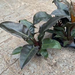 Filodendron 'Imperial Red' | Tomaszewski