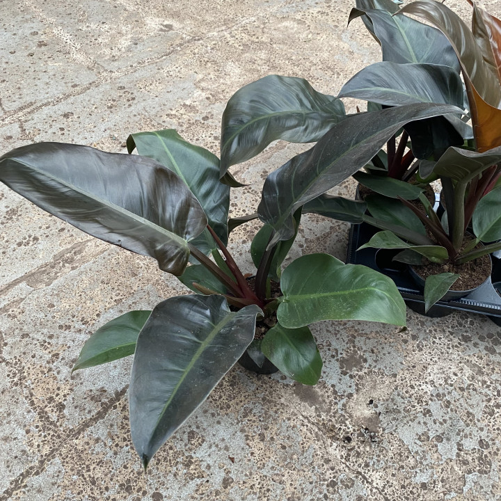 Filodendron 'Imperial Red' | Tomaszewski