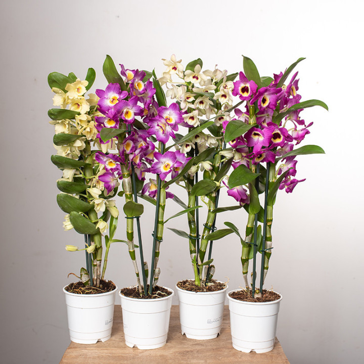 Dendrobium szlachetne | Tomaszewski