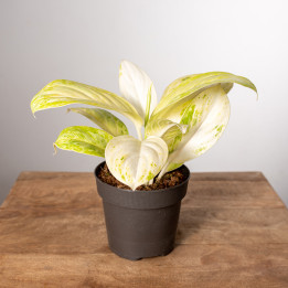 Aglonema 'Arctic Lime'