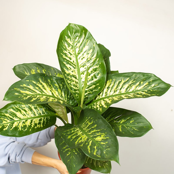 Difenbachia 'Tropic Snow'