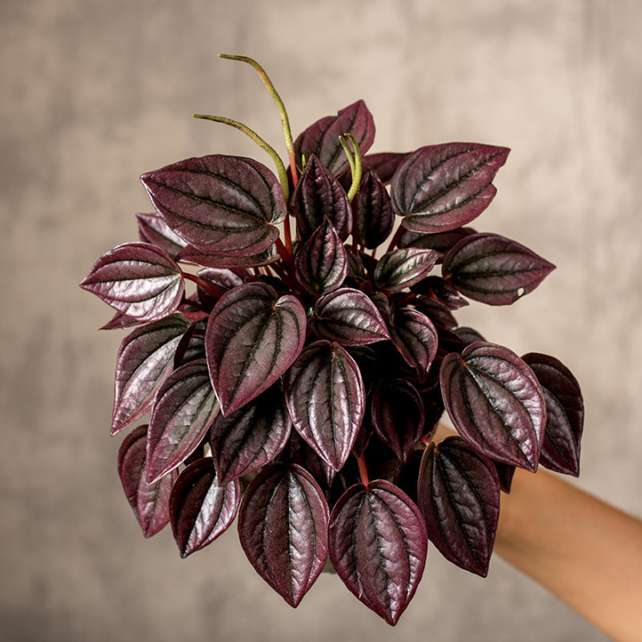 Peperomia 'Cayenne'