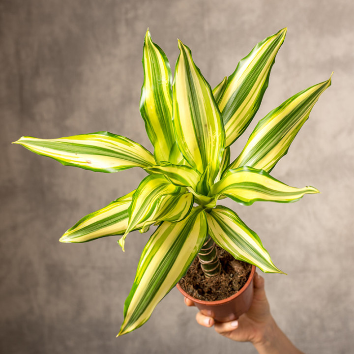 Dracena 'Yellow Coast' | Tomaszewski