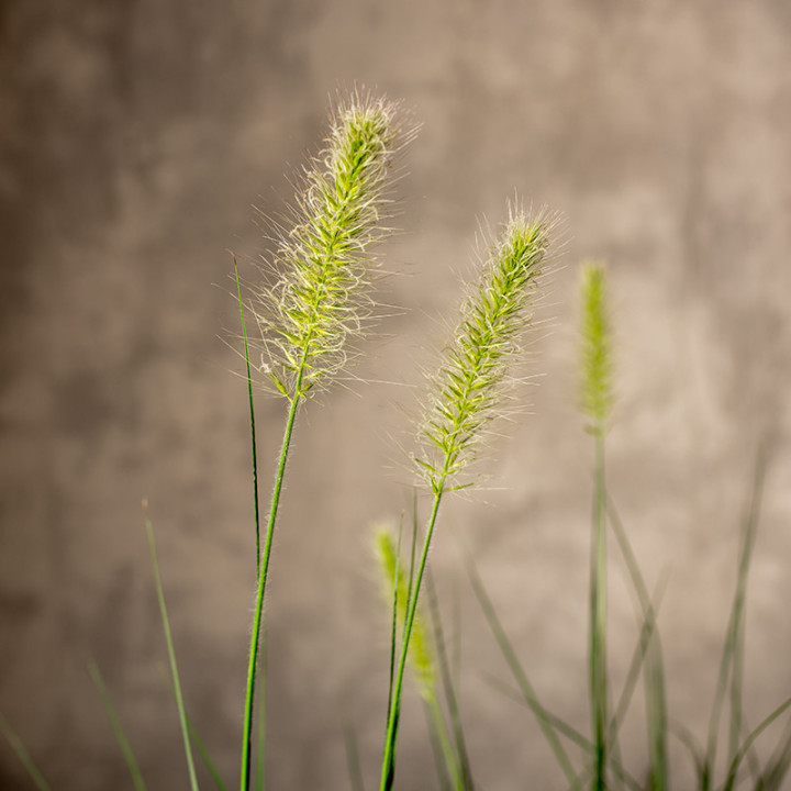 Lawenda wąskolistna | Lavandula angustifolia