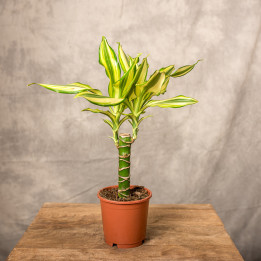 Dracena 'Yellow Coast' | Tomaszewski