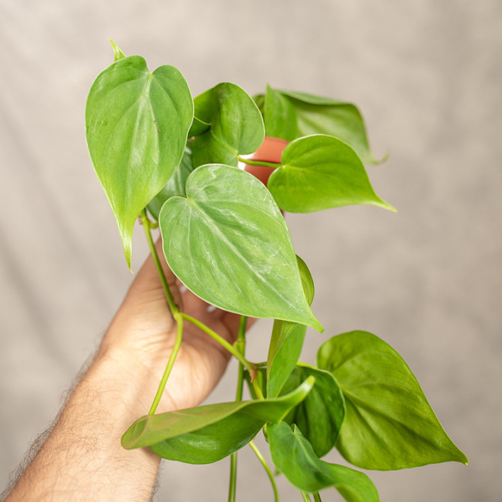 Filodendron pnący | Tomaszewski