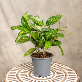 Dracena 'Florida Beauty' | Tomaszewski