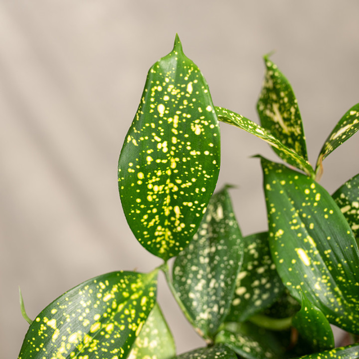 Dracena 'Florida Beauty' | Tomaszewski